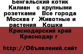 Бенгальский котик Килиан , с крупными розетками - Все города, Москва г. Животные и растения » Кошки   . Краснодарский край,Краснодар г.